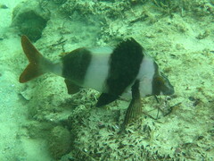 Pseudogoniistius nigripes