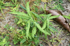 Hemidesmus indicus