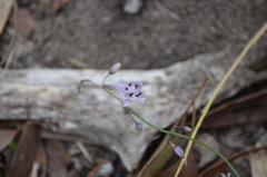 Arthropodium milleflorum