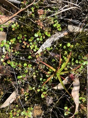 Gonocarpus micranthus