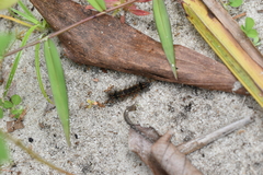 Pareuchaetes insulata