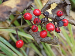 Actaea erythrocarpa