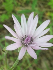 Scorzonera purpurea
