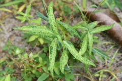 Hemidesmus indicus
