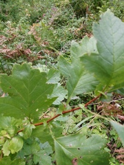 Crataegus maximowiczii