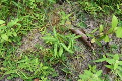 Hemidesmus indicus