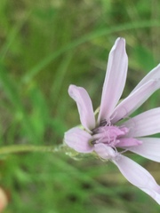 Scorzonera purpurea