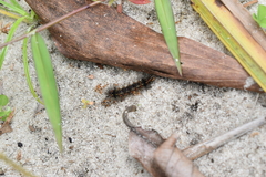 Pareuchaetes insulata