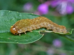 Tenthredo colon