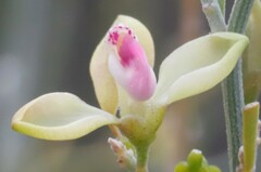 Comesperma integerrimum