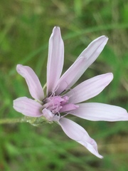 Scorzonera purpurea