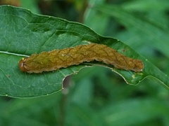 Tenthredo colon
