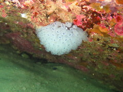 Clavelina moluccensis