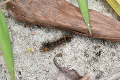 Pareuchaetes insulata