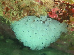 Clavelina moluccensis