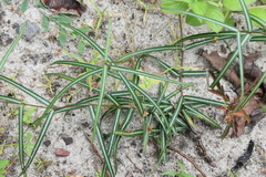 Hemidesmus indicus