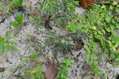 Hemidesmus indicus