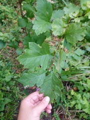Crataegus maximowiczii