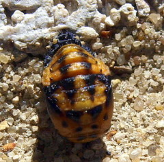 Coccinella septempunctata