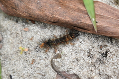 Pareuchaetes insulata