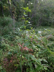 Crataegus maximowiczii