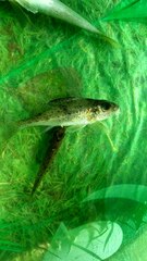 Gymnocephalus cernua