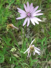 Scorzonera purpurea