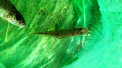 Gymnocephalus cernua