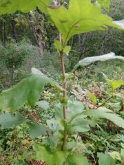 Crataegus maximowiczii