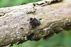 Auricularia polytricha