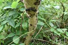 Auricularia polytricha