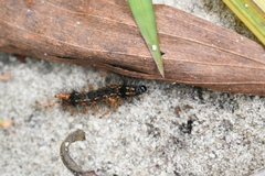 Pareuchaetes insulata