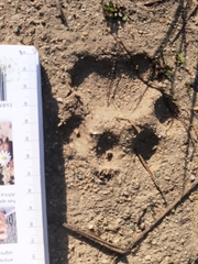 Panthera pardus pardus