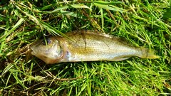 Gymnocephalus cernua