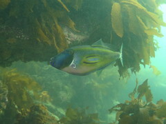 Meuschenia hippocrepis