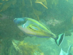 Meuschenia hippocrepis