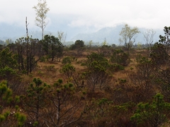 Pinus uncinata