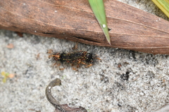 Pareuchaetes insulata