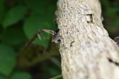 Auricularia polytricha