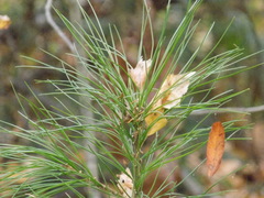 Pinus sibirica
