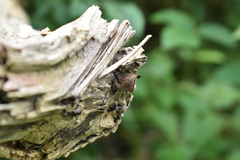 Auricularia polytricha