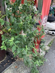 Sida rhombifolia
