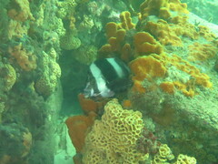 Pseudogoniistius nigripes