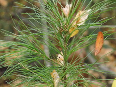 Pinus sibirica