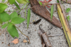 Pareuchaetes insulata