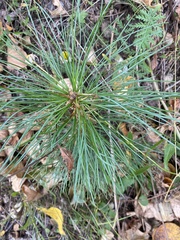 Pinus sibirica