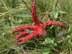 Clathrus archeri