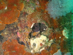 Parablennius tasmanianus