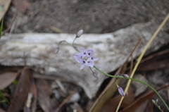 Arthropodium milleflorum
