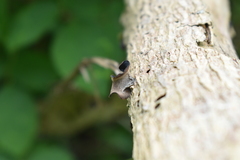 Auricularia polytricha